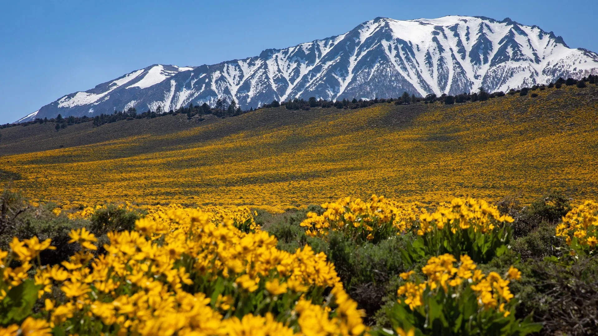Wildflower Walks in Mammoth Lakes